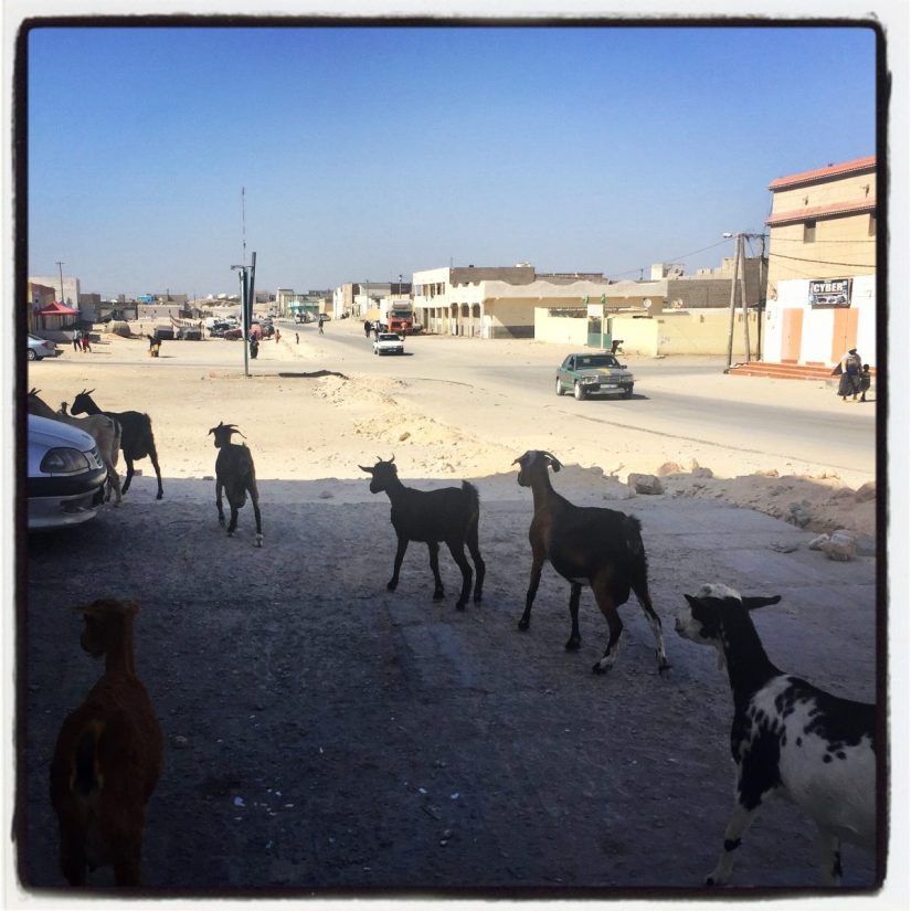 Un cortège de chèvres au beau milieu de Nouadhibou #Off2Africa 15 Nouadhibou Mauritanie © Gilles Denizot 2016