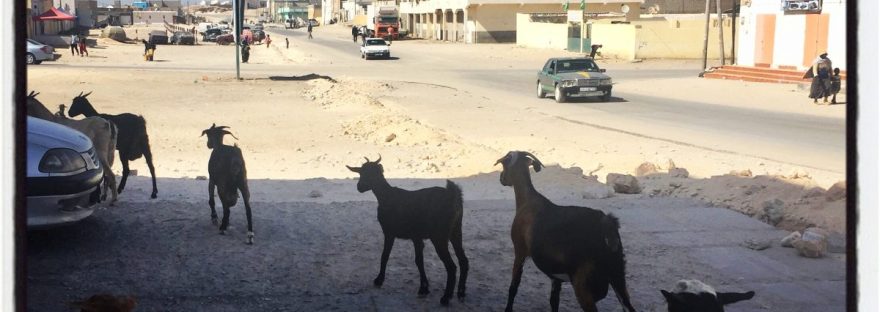 Un cortège de chèvres au beau milieu de Nouadhibou #Off2Africa 15 Nouadhibou Mauritanie © Gilles Denizot 2016
