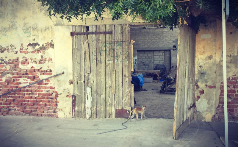 Porte ouverte sur une cour intérieure, un singe entre par la porte #Off2Africa 19 Saint-Louis Sénégal © Gilles Denizot 2016