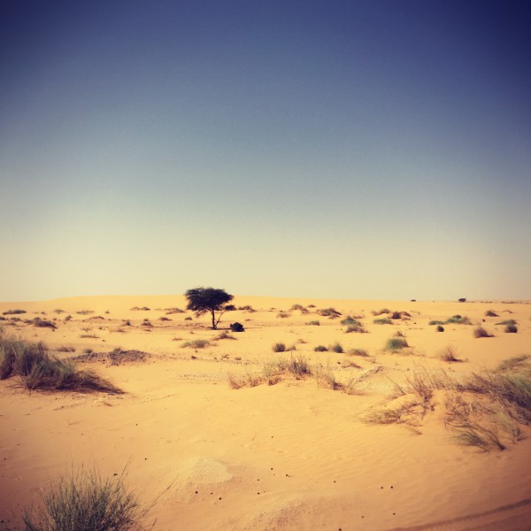 Un arbre dans le désert sur la route #Off2Africa 17 Nouadhibou Nouakchott Mauritanie © Gilles Denizot 2016