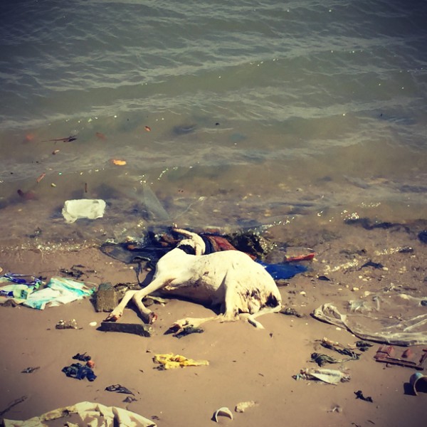Une chèvre mort au milieu de détritus sur le rivage du fleuve Sénégal #Off2Africa 20 Saint-Louis Sénégal © Gilles Denizot 2016