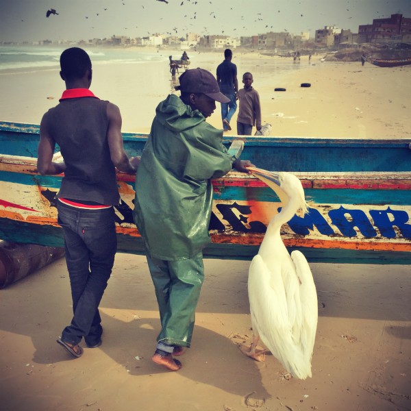 Sur la plage de Dakar Yoff, un pélican parle à pêcheur #Off2Africa 26 Dakar Sénégal © Gilles Denizot 2016
