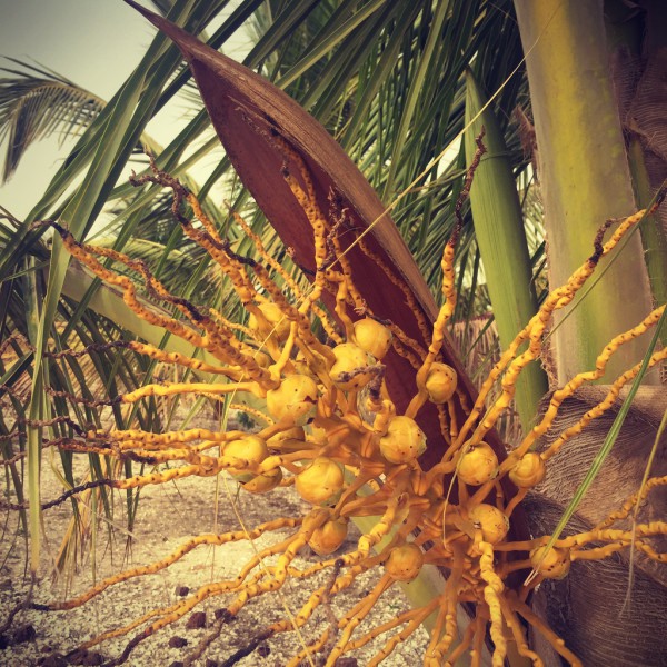 Excroissance d'un palmier #Off2Africa 30 Lac Retba Sénégal © Gilles Denizot 2016