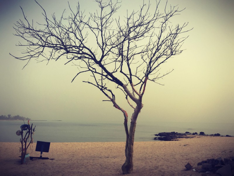 L'eau, le sable et un arbre #Off2Africa 31 M'bour Sénégal © Gilles Denizot 2016