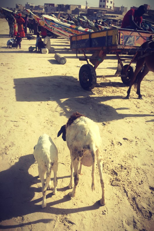 Sur la plage de Yoff, des chèvres, des calèches à cheval, des gens et des pirogues de pêche #Off2Africa 39 Dakar Sénégal © Gilles Denizot 2017