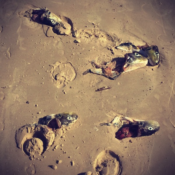 Tètes de poissons décapités sur le sable #Off2Africa 39 Dakar Sénégal © Gilles Denizot 2017