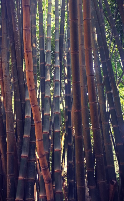 Forêt de bambous #Off2Africa 60 Kindia Guinée © Gilles Denizot 2017