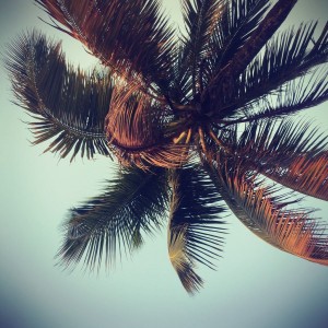 Un palmier vu d'en bas #Off2Africa 70 Conakry Guinée © Gilles Denizot 2017