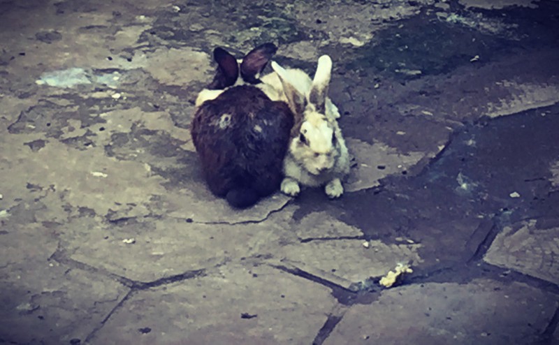 Sur le sol, deux lapins tête-bêche, l'un blanc et l'autre noir #Off2Africa 75 Conakry Guinée © Gilles Denizot 2017