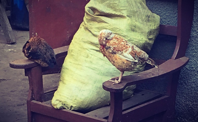 Sur un vieux fauteuil défoncé, un gros sac jaune et deux poules sur les accoudoirs #Off2Africa 75 Conakry Guinée © Gilles Denizot 2017