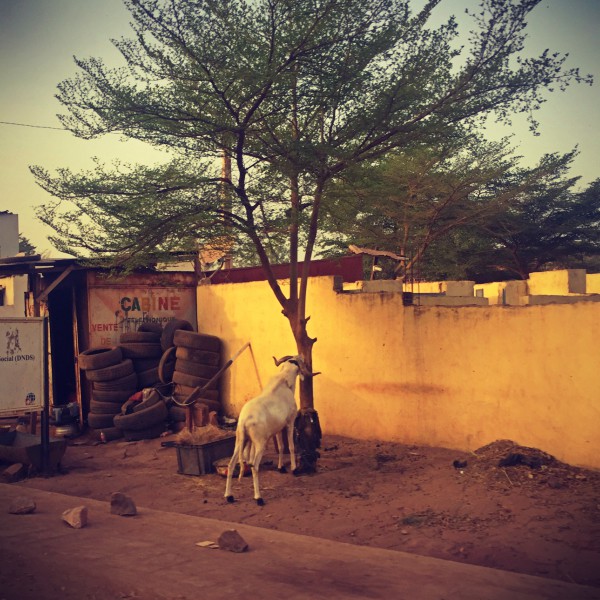 Une chèvre dans la rue, à côté d'un arbre et d'une pile de pneus #Off2Africa 84 Kankan Guinée — Bamako Mali © Gilles Denizot 2017