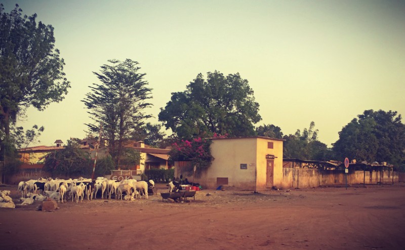 Un troupeau de chèvres dans une rue de Bamako #Off2Africa 84 Kankan Guinée — Bamako Mali © Gilles Denizot 2017