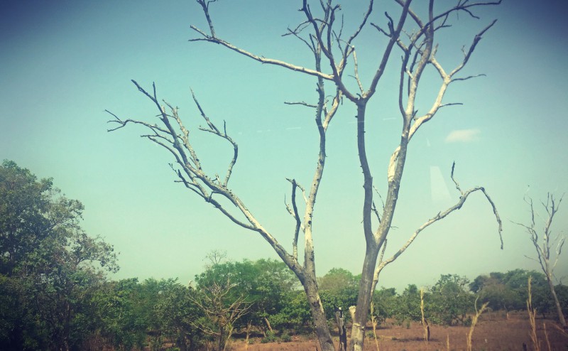Un arbre dans la brousse #Off2Africa 89 Bouaké Côte d'Ivoire