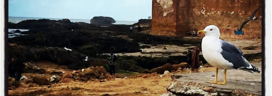 Une mouette sur le rivage d'Essaouira, Maroc @ Gilles Denizot 2016