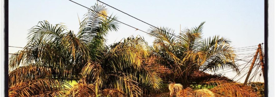 Rangée de palmiers, fils électriques, maison verte et un gamin sur la gauche #Off2África 50 Bissau Guinée-Bissao © Gilles Denizot 2017