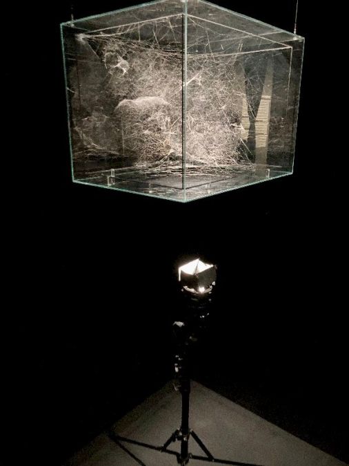 Une boîte en verre suspendue contenant une énorme toile d'araignée © Gilles Denizot 2022