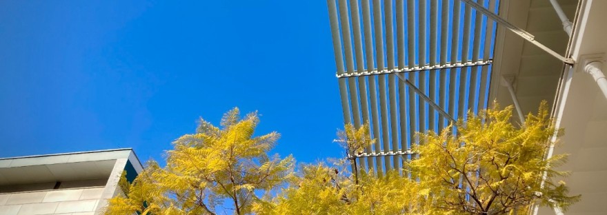 Un arbre aux feuilles jaunes sur un fond de ciel bleu et bâtiments du campus UPF #HolaBarcelona janvier 2023 © Gilles Denizot