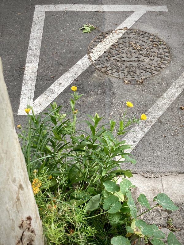 Des fleurs sauvages et jaunes poussent au coin d'une rue de Barcelone ©GD24 #HolaBCN Madeleine nippone