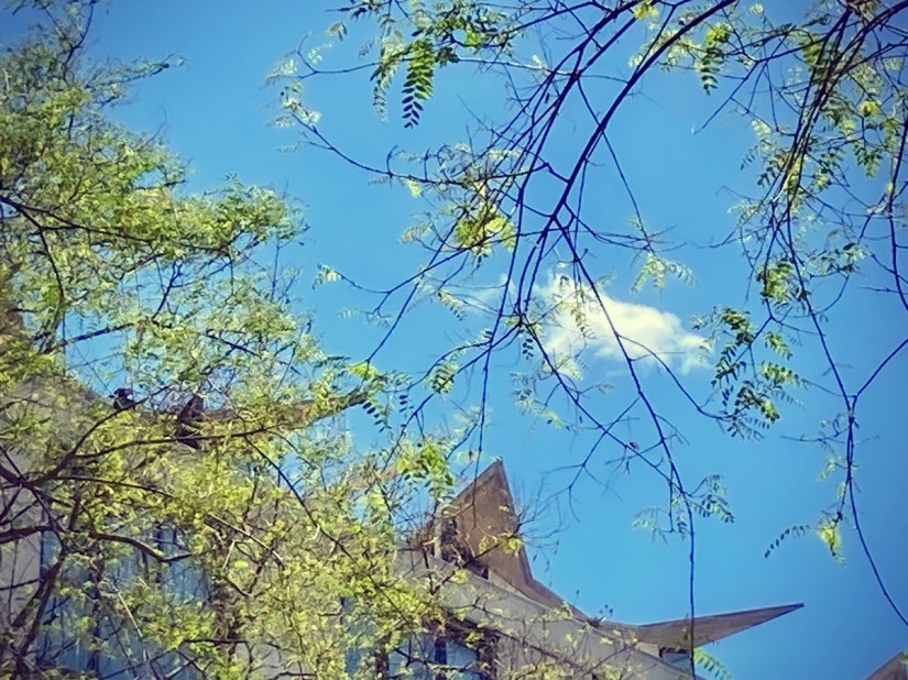Ciel bleu, branches printanières, toit piquant et nuage flottant ©GD24 #HolaBCN Vers l'essentiel