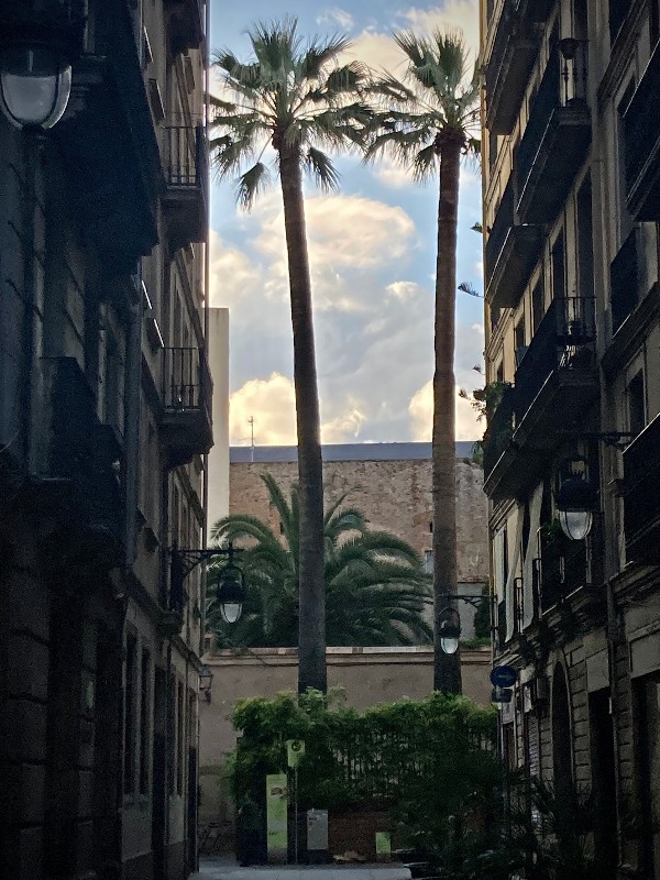 Ouverture sur des palmiers et du ciel bleu, nuages blancs à Barcelone ©GD24 #HolaBCN Le bonheur, guapo