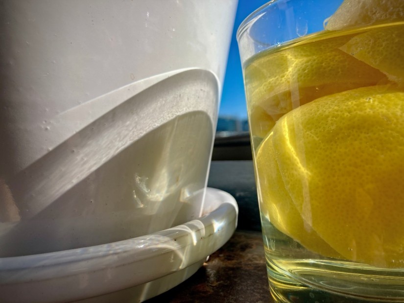 Sur un bord de fenêtre, un pot blanc et un verre rempli d'eau et de moitiés de citron ©GD 24 #HolaBCN Le bonheur, guapo